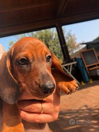 Bassotti tedeschi nani/Kaninchen alta genealogia