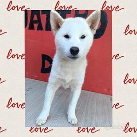 Shiba Inu