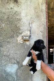 Border collie