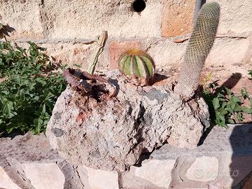 pietra pozzo lana con 4 tipi di piante grasse