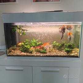 Acquario 