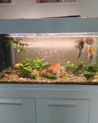 Acquario 