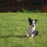 Boston Terrier disponibili