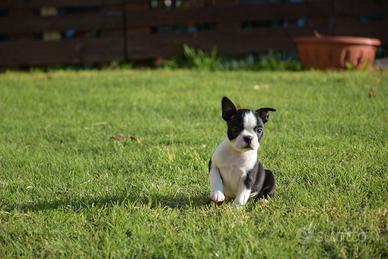 Boston Terrier disponibili