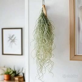 Tillandsia usneoides - Forma rara