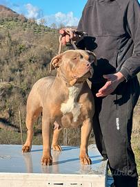 Femmina americanbully XL