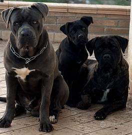 Cucciola di cane corso con pedigree fci-enci