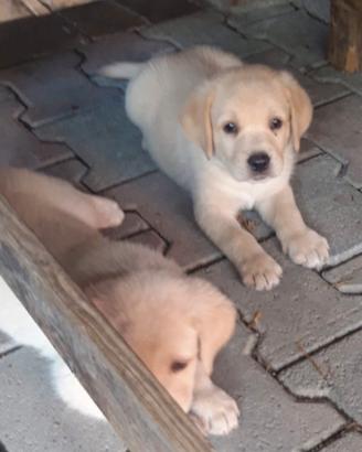 Cuccioli di Labrador