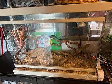 teca per gechi/serpenti