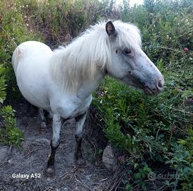 Pony femmina