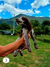 Spinone Italiano Cuccioli