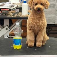 Barboncino toy red per accoppiamento