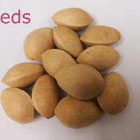 Semi di Ginko Biloba