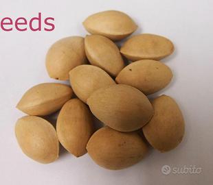 Semi di Ginko Biloba