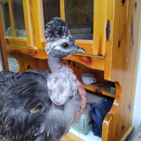 Gallo Araucana