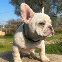 Cucciolo bulldog Bouledogue francese