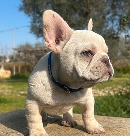 Cucciolo bulldog Bouledogue francese