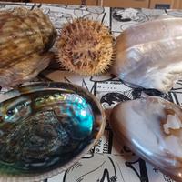 lotto conchiglie fossili giganti