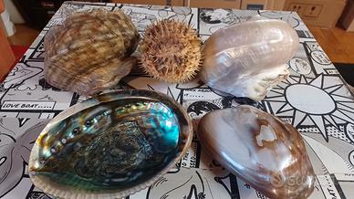 lotto conchiglie fossili giganti