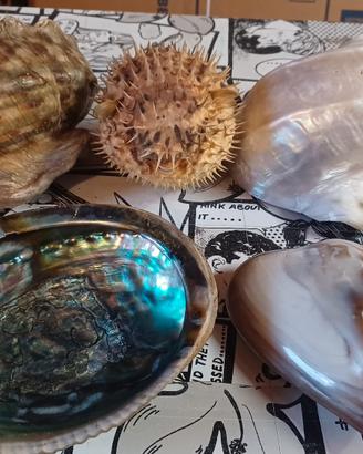 lotto conchiglie fossili giganti