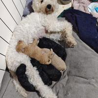 Cuccioli di barboncino nano