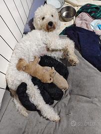 Cuccioli di barboncino nano