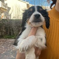 Cuccioli da tartufo/casa