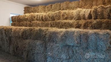 Balle di fieno di montagna 2025