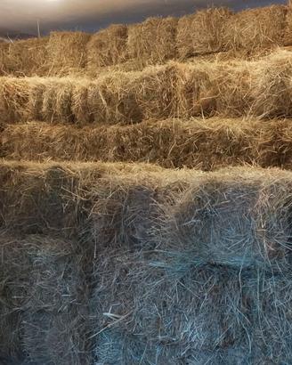 Balle di fieno di montagna 2025