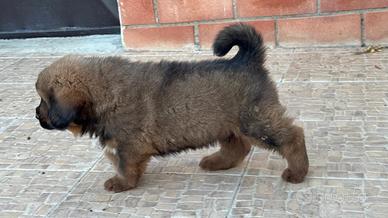 cucciolo di Mastino Tibetano.