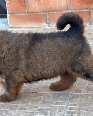 cucciolo di Mastino Tibetano.