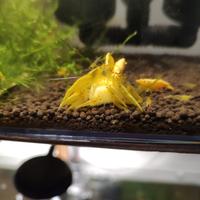 Caridine neocaridine yellow