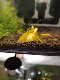 Caridine neocaridine yellow