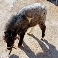 Pony