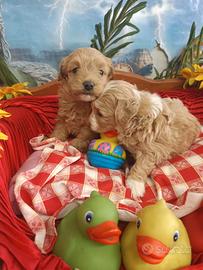 Cucciole di MaltiPoo