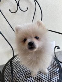 Volpino Pomerania