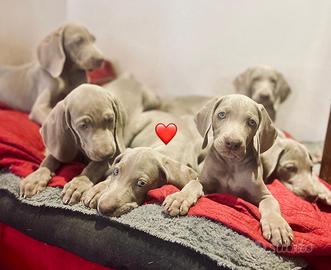 Weimaraner cuccioli