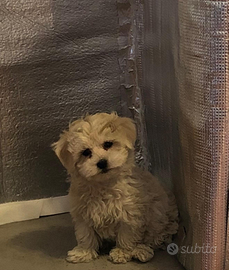 Cuccioli razza ibrida barboncino Toy e maltese