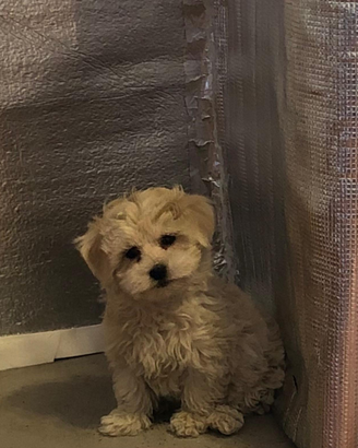 Cuccioli razza ibrida barboncino Toy e maltese