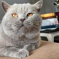 British shorthair