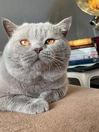 British shorthair