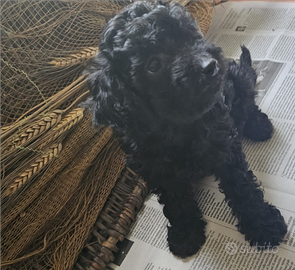 Vendita cuccioli di barboncino