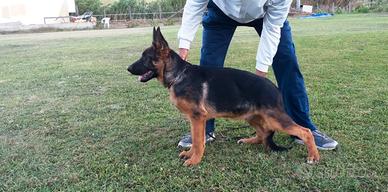Pastore Tedesco cucciola di 6 mesi con pedigree