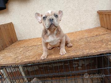 Bulldog francese blu and tan