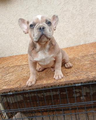 Bulldog francese blu and tan