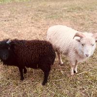 Disponibili 2 maschi di pecore nane d'Ouessant