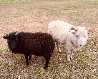 Disponibili 2 maschi di pecore nane d'Ouessant