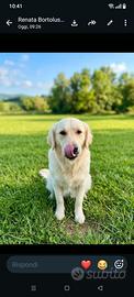 Golden retriever 