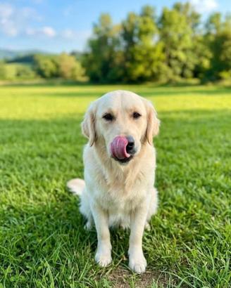 Golden retriever 