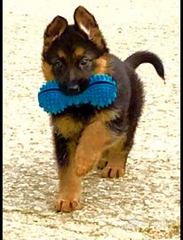 Cuccioli pastore tedesco femmina